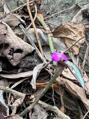 Callisia navicularis