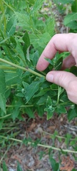 Platycodon