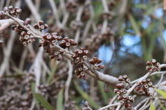 Eucalyptus odorata