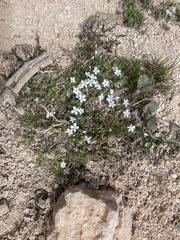 Phlox pulvinata