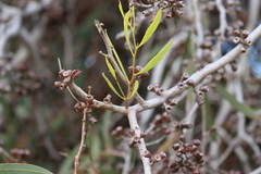 Eucalyptus odorata