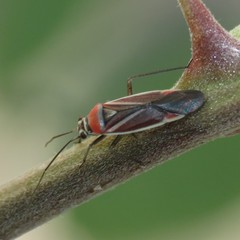 Lopidea arizonae
