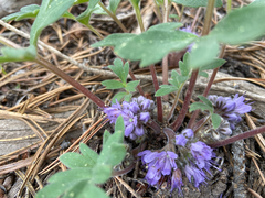 Hydrophyllum alpestre