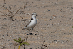 Charadrius nivosus
