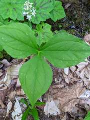 Trillium erectum