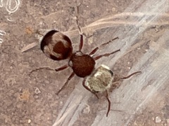 Pseudomethoca contumax