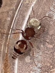 Pseudomethoca contumax