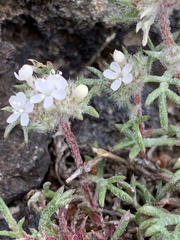 Ipomopsis congesta