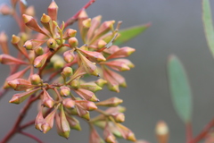 Eucalyptus calycogona calycogona