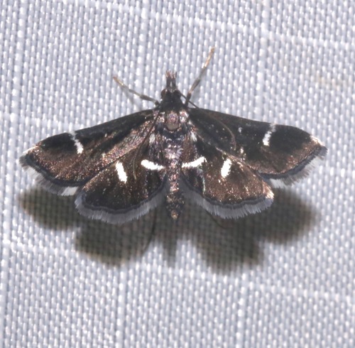 Black shawl moth photo 5