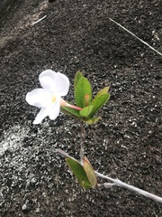 Apocynoideae