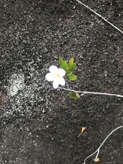 Apocynoideae