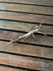 Anisomorpha ferruginea