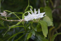 Dendrobium polyanthum