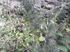 Silene portensis