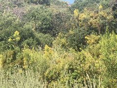 Hypericum canariense