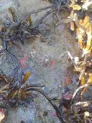 Ciocalypta polymastia