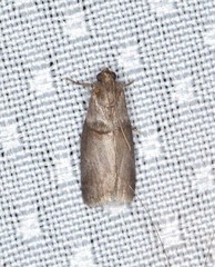 Acrobasis texana