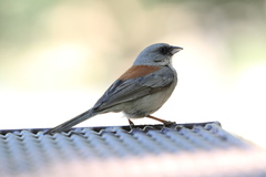 Junco hyemalis dorsalis