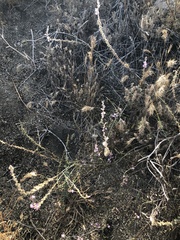 Sairocarpus coulterianus