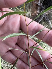 Denhamia cunninghamii