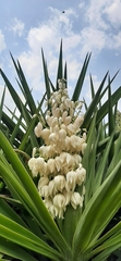 Yucca