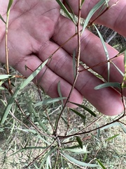 Denhamia cunninghamii