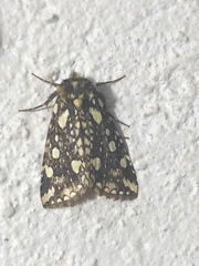 Gaurena florescens