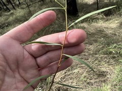 Denhamia cunninghamii