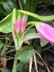 Crinum bulbispermum