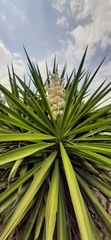 Yucca