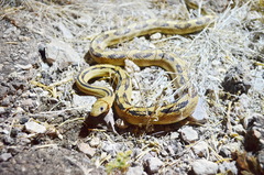 Bogertophis subocularis