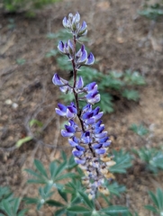 Lupinus onustus