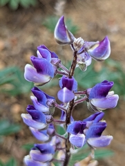 Lupinus onustus