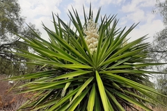 Yucca