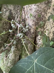 Macaranga bancana