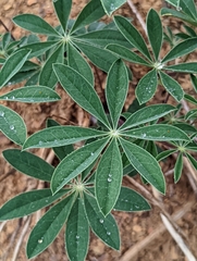 Lupinus onustus