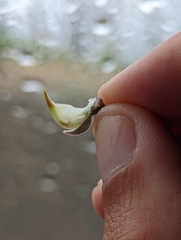 Lupinus onustus