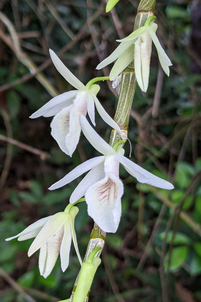 Dendrobium polyanthum