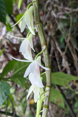 Dendrobium polyanthum