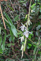 Dendrobium polyanthum