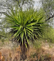 Yucca