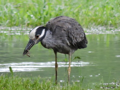 Nyctanassa violacea