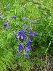 Delphinium sutherlandii