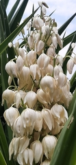 Yucca