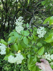 Viburnum lentago