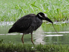 Nyctanassa violacea