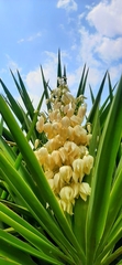 Yucca