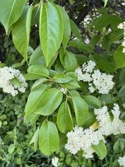 Viburnum lentago