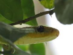 Chironius spixii